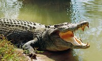 Thực hư cá sấu ‘khổng lồ’ xuất hiện ở bến phà Bình Dương
