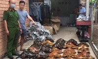 Bắt quả tang vụ buôn bán rùa biển quy mô lớn