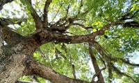 Tận thấy cây Trôm 150 năm tuổi đẹp như tranh được công nhận di sản Việt Nam