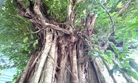 Two hundred-year-old trees standing and hugging each other have just been recognized as 'heritage trees' in Binh Duong 