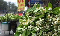 Hoa bưởi đầu mùa giá tới nửa triệu đồng/kg vẫn hút khách Hà Thành