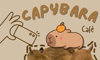 Bạn trẻ hào hứng check-in quán cà phê với &apos;nhân viên&apos; là những chú chuột Capybara