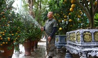 Bưởi Diễn bonsai giá 70 triệu đồng bày bán trên vỉa hè Hà Nội