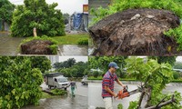 Hàng loạt cây xanh trên đường Xuân Phương bật gốc sau trận mưa lớn ở Hà Nội