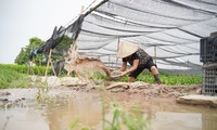 Làng hoa Tây Tựu lao đao mùa mưa, người dân ngày đêm xả nước cứu hoa