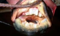 Loài cá có răng người được tìm thấy ở sông Argentina.
