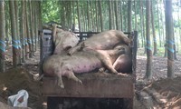 Tiêu hủy gần 200 con heo dương tính với dịch tả lợn Châu Phi