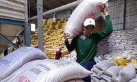 Nông dân gặp khó vì giá lúa giảm, giá phân bón nhảy vọt