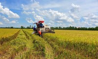 Giá thành sản xuất lúa Hè Thu ở ĐBSCL tăng hơn 1.200 tỷ đồng