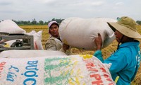 Vì sao nông dân Đồng bằng sông Cửu Long đang ‘nghèo’ dần? 
