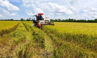 1 triệu ha lúa chất lượng cao được đầu tư hơn 40.000 tỷ đồng