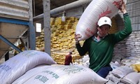 Vì sao xuất khẩu gạo giảm, giá lúa tăng vù vù?