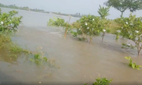 Sạt lở đê bao ở Vĩnh Long, hơn 17ha vườn cây ăn trái chìm trong nước