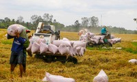 Yêu cầu thực hiện thủ tục hải quan và thông quan xuất khẩu gạo nếp