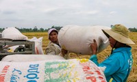 Việt Nam có được Philippines mời tham gia đấu thầu 300.000 tấn gạo?