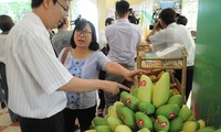 Trung Quốc tạm dừng nhập xoài Việt Nam do mạo danh mã số vùng trồng