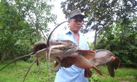Bắt được cá trê ‘khủng’ dài 1 mét ở Hậu Giang