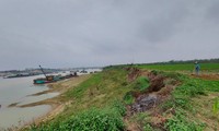 Tàu của Cty Tự Lập ồ ạt khai thác cát sát bờ đê, đe dọa an toàn đê điều ở xã Sông Lô, TP Việt Trì. Ảnh: Tuấn Nguyễn