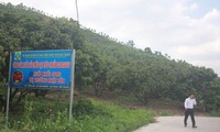 Khu vực cấp mã số vùng trồng vải thiều ở huyện Lục Ngạn, tỉnh Bắc Giang xuất khẩu sang Nhật Bản