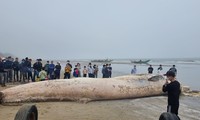 Thanh Hoá: Xác cá voi gần 10 tấn trôi dạt vào bờ biển