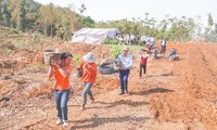 Trồng dược liệu dưới tán rừng nâng cao giá trị kinh tế các huyện miền núi Thanh Hoá