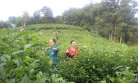 Phát triển bền vững cây chè, giúp đồng bào miền núi Thanh Hoá thoát nghèo