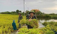 Thanh Hoá: Bộ đội, dân quân giúp dân gặt lúa &apos;chạy&apos; mưa bão