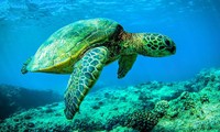 Rùa biển - Ảnh minh họa