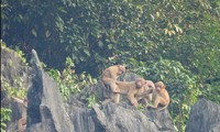 Xuất hiện 2 đàn khỉ mốc quý hiếm trong khu bảo tồn voọc gáy trắng