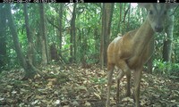Ghi nhận nhiều động vật quý hiếm tại khu rừng nguyên sinh của Quảng Bình 