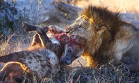 Linh cẩu không có đường thoát thân khi bị sư tử cắn chặt vào cổ.
