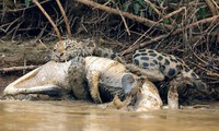 Báo đốm giết cá sấu.