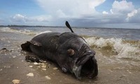 Ngư dân đã câu được một con cá mú Goliath khổng lồ ở Nam Carolina cuối tuần trước. Ảnh minh họa.