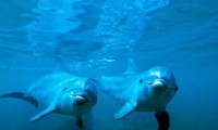 Thính giác bị tổn thương có thể gây tử vong cho động vật biển vốn dựa vào việc lắng nghe các rung động để tồn tại