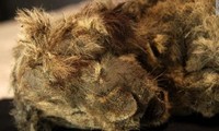 Xác ướp sư tư con 28.000 năm tuổi hoàn hảo đến mức râu cũng còn nguyên vẹn.