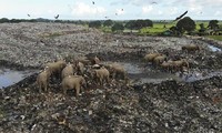 Đau lòng hình ảnh đàn voi &apos;chết dần chết mòn&apos; vì phải ăn rác thải nhựa ở bãi rác