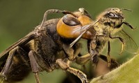 Kinh hoàng cảnh 30 con ong bắp cày ‘thảm sát’ đàn ong mật