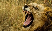 Top những loài động vật có tiếng kêu ‘khủng’ nhất thế giới tự nhiên 
