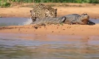 Báo đốm lội nước tóm gọn cá sấu Nam Mỹ