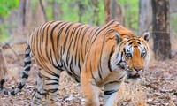 Hổ đực đánh dằn mặt đối thủ để bảo vệ lãnh thổ