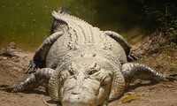 Những sự thật bất ngờ và thú vị về loài cá sấu 
