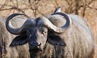 Cuộc chiến khốc liệt của trâu rừng đực hung hăng, nguy hiếm nhất Châu Phi