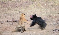 Tranh giành vũng nước, hổ và gấu lợn đánh nhau quyết liệt