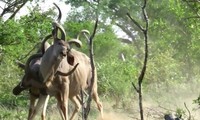 Linh dương kudu đang húc nhau thì bị sư tử tóm gọn 