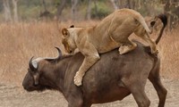 Trâu rừng mẹ đánh nhau với sư tử để bảo vệ con