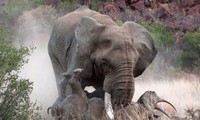 Voi châu Phi &apos;bắt nạt&apos; hai mẹ con tê giác