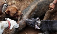 Đàn pitbull tử chiến lợn rừng