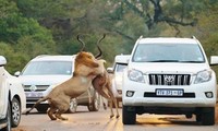 Sư tử tóm gọn linh dương Kudu ngay trước đoàn xe của khách du lịch