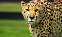 Báo cheetah học được cách phối hợp săn mồi