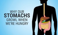 Vì sao dạ dày kêu lọc xọc khi đói?